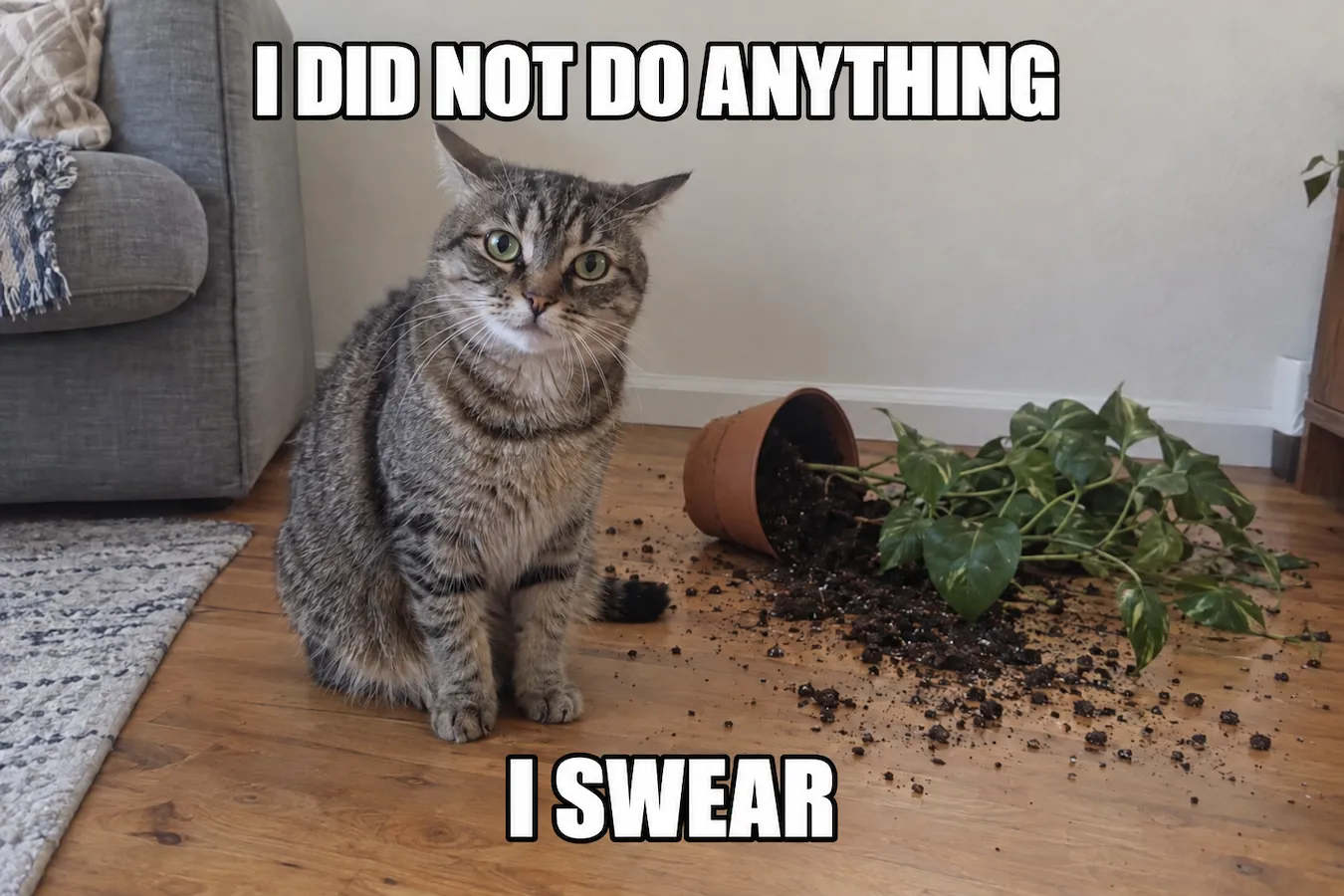 Meme of a cat beside a toppled plant with its Italian captions translated into English