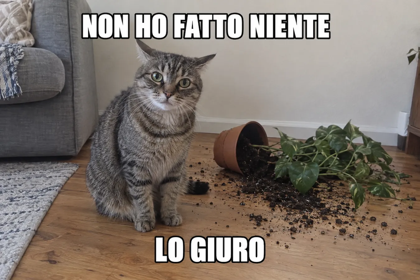 Foreign-language meme translated into English